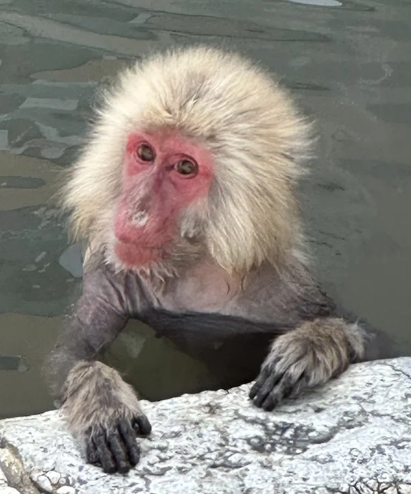 Monkeys in the hot water at Hakodate Botanical Gardens