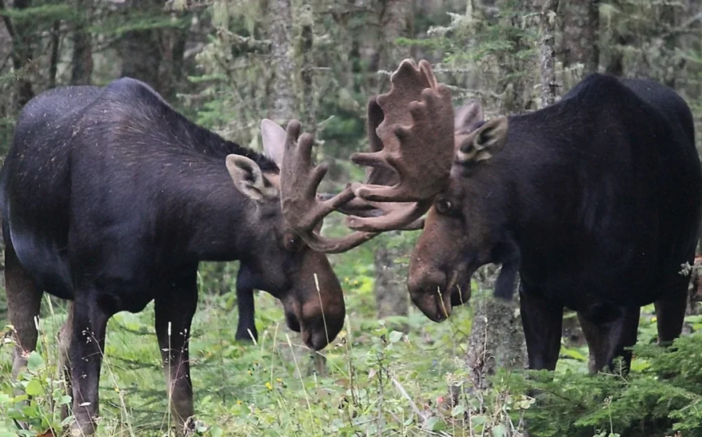 Two large brown moose locking antlers in a green forest