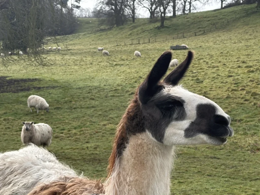 Hawkstone Hall Alpacas