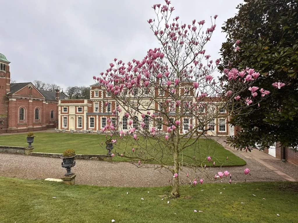 A delicate pink blossom tree stands in front of the Hawkstone Hall Hotel 