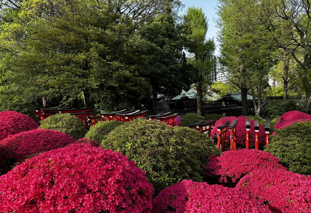 Bright pink azaleas in full bloom at Nezu Shrine in Tokyo 1