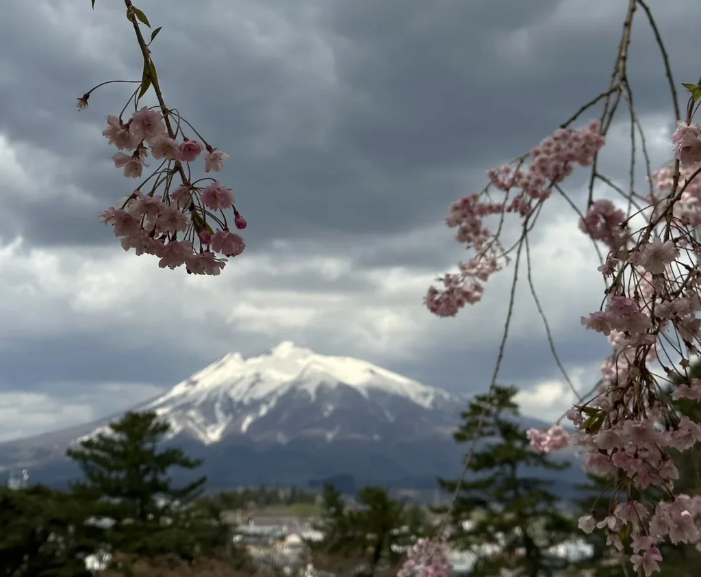 Delicate cherry blossoms in full bloom frame the historic Hirosaki Castle in Aomori, Japan, with a snow-capped Mount Iwaki rising in the distance. The contrast between the soft pink petals and the white mountain peak captures the fleeting beauty of spring in northern Japan. © Wine Travel and Song.