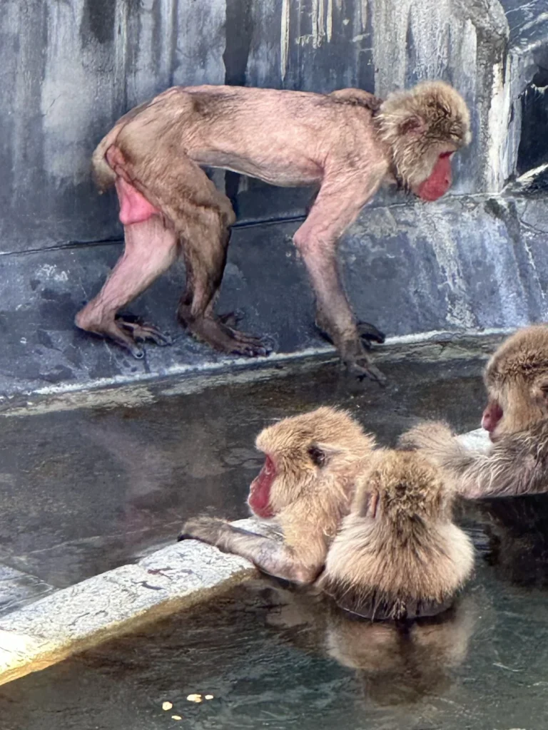 Snow monkeys relaxing in a hot spring at Hakodate Tropical Botanical Garden, Japan.