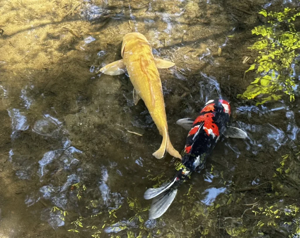 Two koi carp swimming in the clear shallow waters of Shimizuen Garden, Niigata, Japan. One koi is golden, while the other is black with striking red and white markings, reflecting the beauty and symbolism of koi in Japanese culture. Sunlight filters through the water, casting gentle ripples and shadows. © Wine Travel and Song.