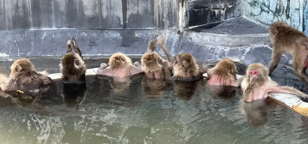 Japanese macaques relaxing in the warm waters of an outdoor hot spring at the Hakodate Tropical Botanic Gardens. Some lean against the edge, enjoying the steam, while others raise their arms in playful gestures. These famous snow monkeys are known for their love of soaking in natural hot springs during colder months. © Wine Travel and Song.