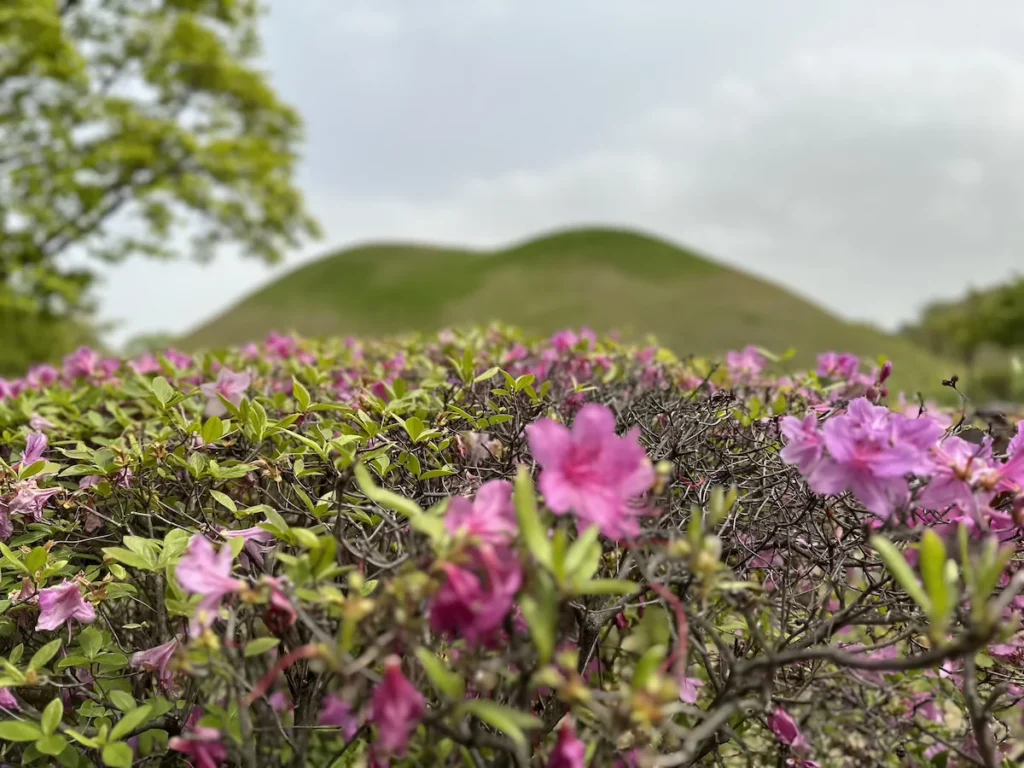 Lush green burial mounds of Gyeongju, framed by blooming pink azaleas